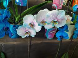 Mondial Nature fleuriste, Darney - Horaires d'ouverture