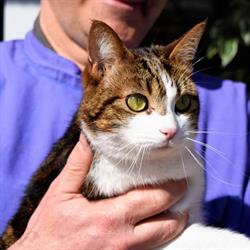 Clinique Vétérinaire De Bouconne, Lévignac - Horaires d'ouverture