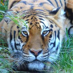 Refuge Panthera Officiel, Dingy-en-Vuache - Horaires d'ouverture