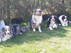PENSION CANINE et ELEVAGE DU CHAMP DE L'ORMEAU, Plassay - Horaires d'ouverture