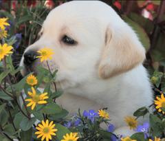 Labradors de la Fontaine aux Fleurs, Dortan - Horaires d'ouverture