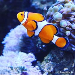 Aquarium de Dunkerque, - Horaires d'ouverture