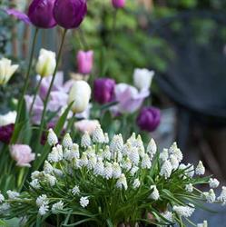 Emily's Fleurs, Les Ancizes-Comps - Horaires d'ouverture