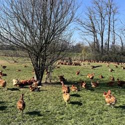 La ferme d'ambérieux, Ambérieux - Horaires d'ouverture