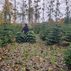 Les Sapins de la Scheer Bolsenheim / Canton d' Erstein, - Horaires d'ouverture