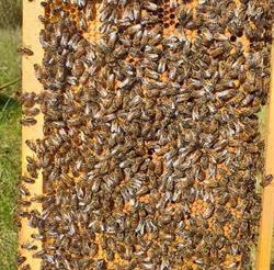 L abeille du Jura Sud, Villards-d'Héria - Horaires d'ouverture