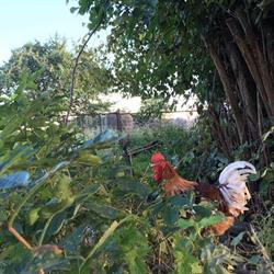 Ferme Mouy Christian L'aviculture, Cuincy - Horaires d'ouverture
