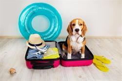 TATIE DOG, Poulx - Horaires d'ouverture