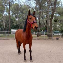 CENTRE EQUESTRE DES GARRIGUES, Le Castellet - Horaires d'ouverture