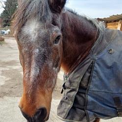RANCH DE LA FRETTE, Saint-Sorlin-de-Morestel - Horaires d'ouverture