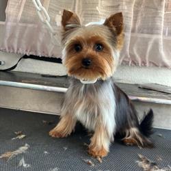 A'mour de Chien, L'Hermitage - Horaires d'ouverture