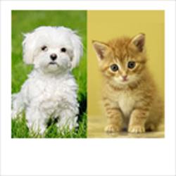 Dog Service, Nice - Horaires d'ouverture