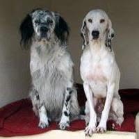 Pension Canine Les Fontaines, Saint-Geniès-de-Malgoirès - Horaires d'ouverture