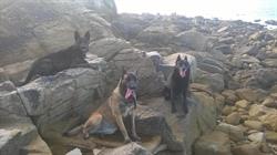 Esprit D'Chien, Beauvoir-sur-Mer - Horaires d'ouverture