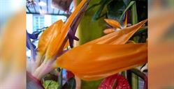 Exotic Fleurs, Condé-sur-Noireau - Horaires d'ouverture