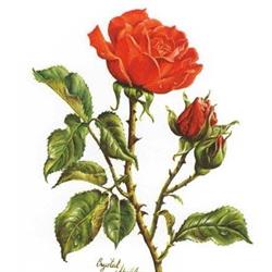 Restaurant Les Roses, Saint-Bueil - Horaires d'ouverture