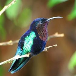 Le Colibri Zen - Espace de soins et de détente, Rousset - Horaires d'ouverture