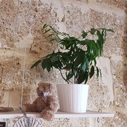 Le Salon Bio - Coiffure Naturelle et Biologique, Salon-de-Provence - Horaires d'ouverture