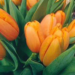 L'olivier Blanc Fleuriste HEM, Hem - Horaires d'ouverture