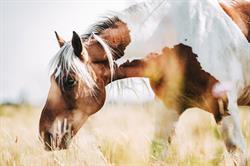 Des sabots dans la forêt - Balades à cheval à Fontainebleau, Ury - Horaires d'ouverture