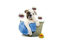 lilypets, Bonnétable - Horaires d'ouverture