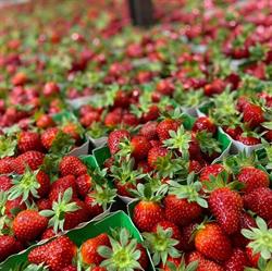 Le Coin des Producteurs, Lexy - Horaires d'ouverture