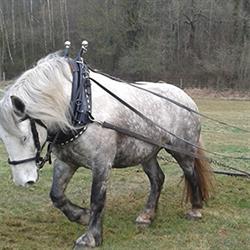 sellerie tract horse équipement, Cognac - Horaires d'ouverture