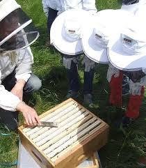 Miellerie de St Jérôme - Graine d'abeilles et Cueilleurs de miel, Boyeux-Saint-Jérôme - Horaires d'ouverture