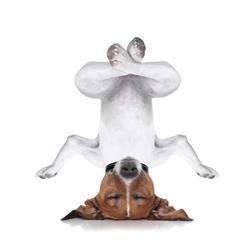 mon toutou cool, Jouy-sur-Eure - Horaires d'ouverture