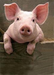 Ferme de Guenouville - Vente directe de viande de porc, Honguemare-Guenouville - Horaires d'ouverture