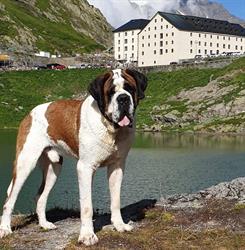 Elevage de SAINT BERNARD des PRINCES de SAVOIE, Mouxy - Horaires d'ouverture