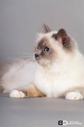 Pet's Home, Pension pour Chats, Grandchamp - Horaires d'ouverture