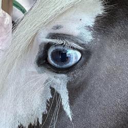 Elevage d'irish et gypsy cob du Domaine Tasquier, Vidauban - Horaires d'ouverture