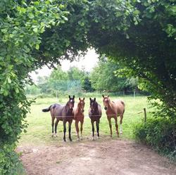 Haras du Pichatier, Francheleins - Horaires d'ouverture