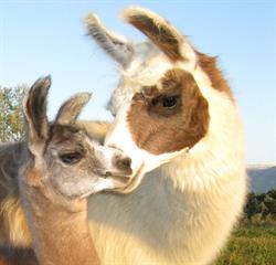 Les Lamas de Salagine, Bloye - Horaires d'ouverture