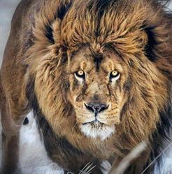 La Jungle - Restaurant Africain sur Marseille, - Horaires d'ouverture