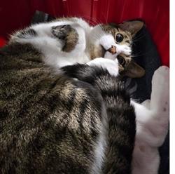Association les chats du coeur Brestois, - Horaires d'ouverture