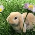 lapin et compagnie HBE, Melesse - Horaires d'ouverture