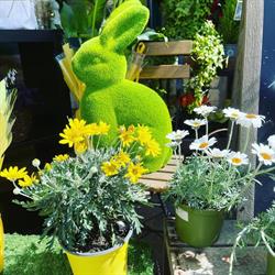 Un Amour de Jardin, Anse - Horaires d'ouverture