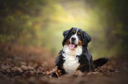 AnimaLight - Votre animal en photo, Coutiches - Horaires d'ouverture