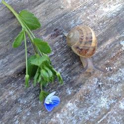 MILLE ET UNE COQUILLES, Ettendorf - Horaires d'ouverture
