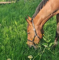 Equi'2, Gauriaguet - Horaires d'ouverture