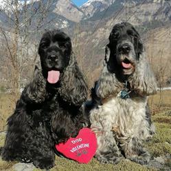 Dog story, Saint-Jean-de-Maurienne - Horaires d'ouverture