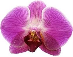 Orchis Institut, Auxerre - Horaires d'ouverture