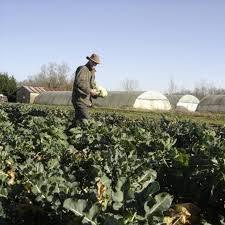 Potager du Maraicher, Branges - Horaires d'ouverture
