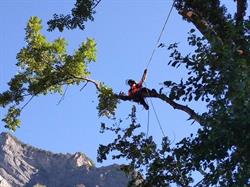 Arbres en Cimes, Saint-Martin-de-la-Porte - Horaires d'ouverture
