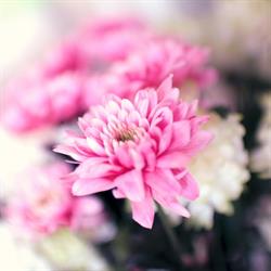 Vimy Fleurs, - Horaires d'ouverture