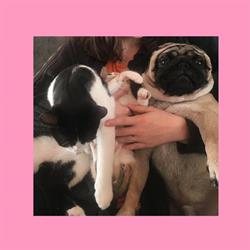 Ambiance Canine, Marboz - Horaires d'ouverture