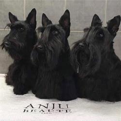 Au Bonheur Canin, La Ravoire - Horaires d'ouverture