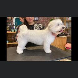 Au Chien Chic, Frouard - Horaires d'ouverture